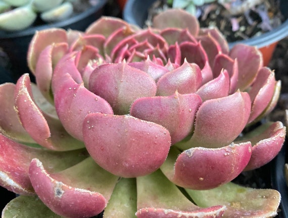 Echeveria Brown Rose, Rare Succulent, 10+ Years Large Multi Headed Rooted  Plant - Etsy