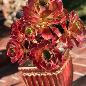 Aeonium Blushing Beauty, large stem cuttings, multiple colors change through seasons, easy to propagate from stems, as easy as jade plant Bild 6