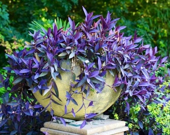 CLEARANCE PRICE, 6” cutting or rooted plants ,Hearts Wandering Jew, Queen Tradescantia Pallida, purple all year long, HIGH propagation rate