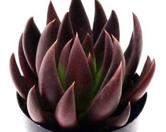 Echeveria ‘Affins', Black Knight, very rare black succulent, well rooted live plant