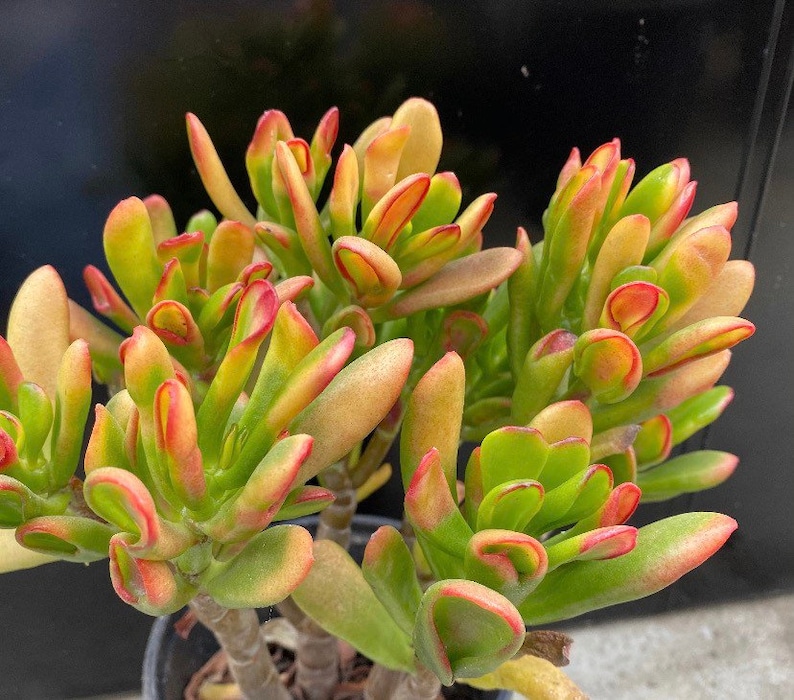 Variegated Crassula OvataGollum Jade succulent Ogre ears Etsy Österreich