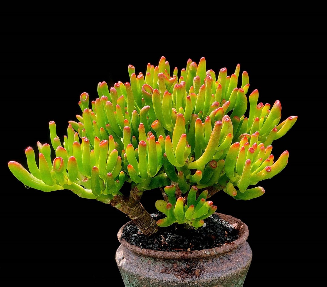 Gollum Jade Succulentogre Earsrare Multi-headed Succulent Bonsai  Readyminiature Tree Form With Thick Mature Branching - Etsy