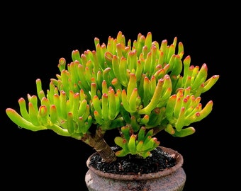 Crassula Ovata-Gollum Jade succulent, “Ogre ears”, “Shrek plant”, ET’s Fingers, bonsai tree shape, green/yellow/red colors