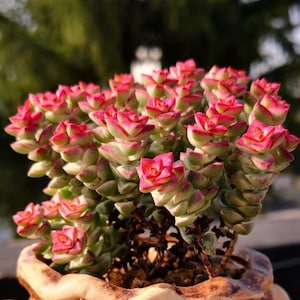 May include: A close-up of a succulent plant with small, pink and green leaves. The plant is in a brown pot with a textured surface.