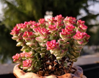 Crassula Tom Thumb Succulent | Creates Rare Multi-headed Succulent Bonsai |  Miniature Tree Form With Mature Branching - Etsy