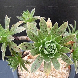 Aeonium Simsii, limited succulent variety, special black stripes on leaves with plenty of sunlight image 1