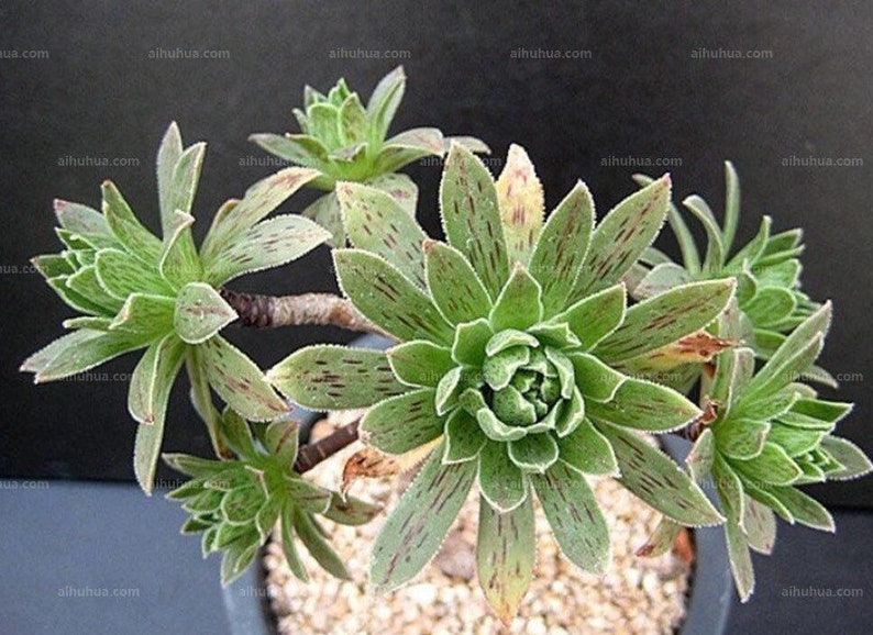 Aeonium Simsii, limited succulent variety, special black stripes on leaves with plenty of sunlight imagem 1