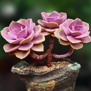 Echeveria perle von nurnberg, rare succulents, all seasons purple color, well rooted plants  4-6” bareroot