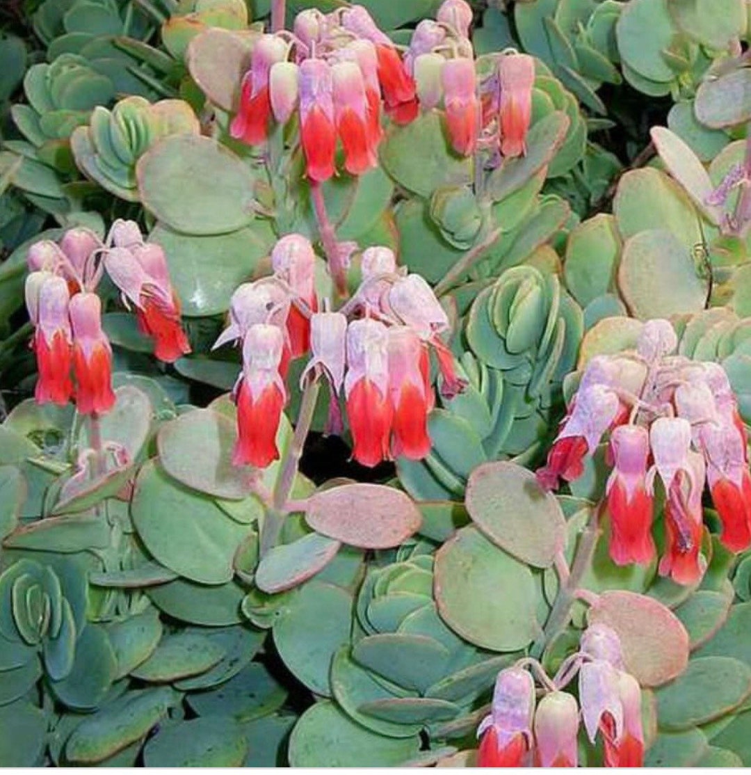 Marniers Kalanchoe kalanchoe Marnieriana, Rare Succulents Etsy
