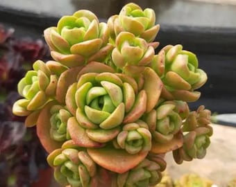 Lily Pad Aeonium, Rare Hardy succulent, Fragrant fat leaves, grow/green in winter