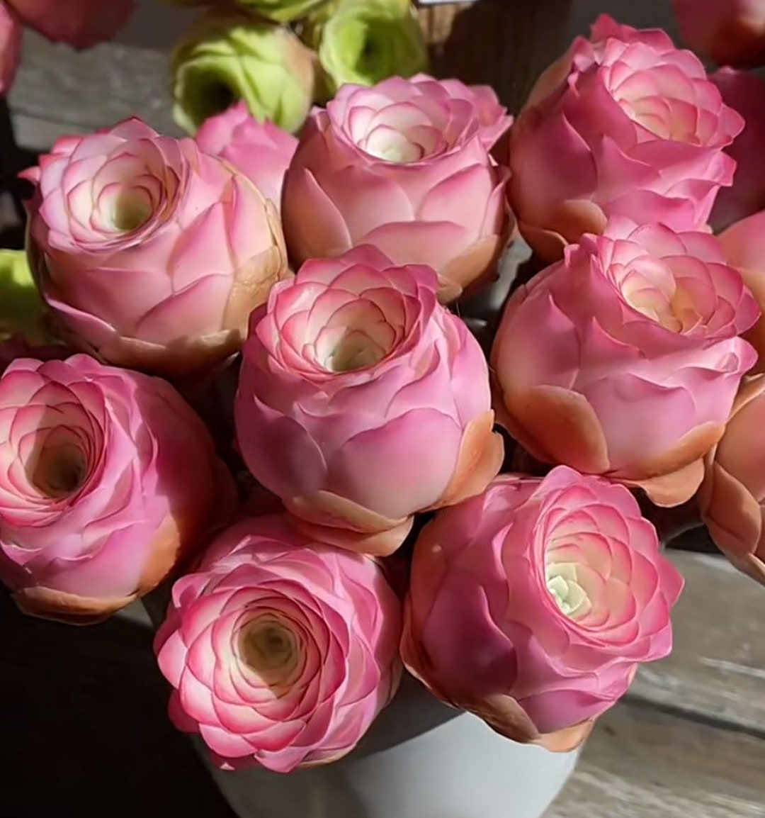 S8 aeonium aurea pink mountain rose 10 premium seeds purple and