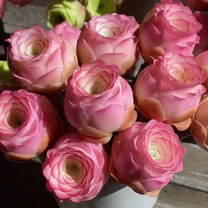 Aeonium Aurea 'Pink Mountain Rose' Seeds, Rare Pink Succulent