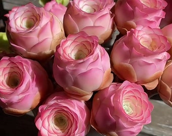 S8-Aeonium Aurea ‘Pink Mountain Rose’, 10+ premium seeds, Purple and pink mountain roses, Rare pink succulent, high germination rate