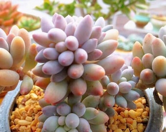 S31-10+Seeds, Pachyphytum Machucae/ Baby finger seeds, rare Korean succulent