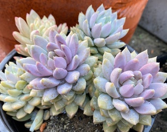 Sedeveria Lilac mist, rare succulent, must have for starters