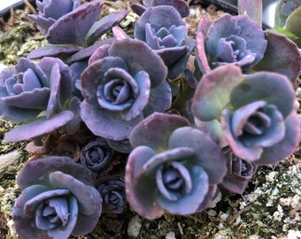 Red canyon Sedum, rooted, ground cover, succulents planter fillers, hardy succulent, easy care