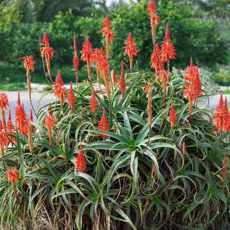 Hedgehog Aloe Vera Plant, Aloe Arborescens, Evergreen cluster, orange flowers, hardy succulent, big stem cuttings, highlights of the garden image 2