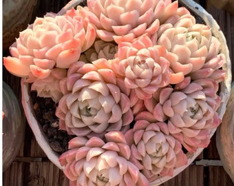 S5-Echeveria Elegans ‘Queen’s Rose’, 10+ premium seeds, Rare pink succulent, high germination rate