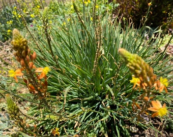 Bulbine Frutescens, Cremnophila Succulent, Evergreen Cape Balsam, cluster cuttings, orange flowers, very rare hardy succulents