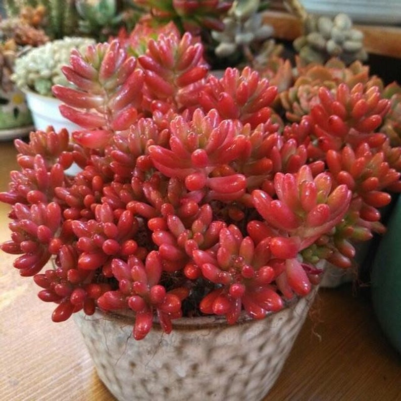 Pink Jelly Beans Sedum Rubrotinctum aurora Aurora Jelly Etsy