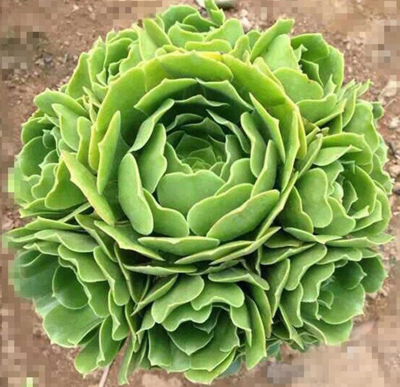 Aeonium Canariense, hardy succulent, Rose Tree all year long, Only can be found in specialty nurseries, clearance price, as easy as jade image 2
