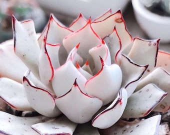 Echeveria Strictiflora Seeds, Rare Succulent Variety, High Germination