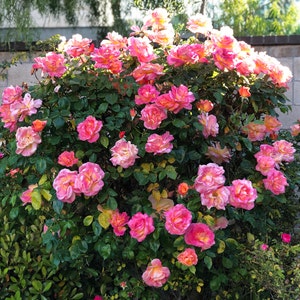 30 Sterilized Rose Cuttings, stems for propagation,  hybrid tea rose, Classic Heirloom, no roots, no flowers with order,Priority shipping