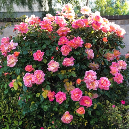 20 Sterilized Climbing Rose Stem Cuttings for Propagation No Etsy