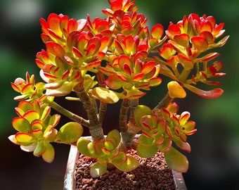 Plante de jade, plante porte-bonheur, plante d'argent, arbre d'argent, Crassula Ovata Crosby, bonsaï de jade compact