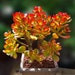 see more listings in the Bulk Succulent Stems section