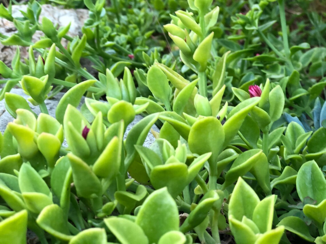 Red Apple Ice Plant 'Baby Sun Rose' Ground cover Etsy