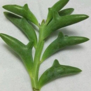 May include: A close-up of a green succulent plant with long, pointed leaves. The leaves are arranged in a spiral pattern and have a slightly bluish-green hue.