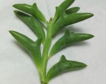 Long String of dolphins, each leaf has cute dolphin shape, easy care and grow all year long, indoor, office plants