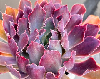 Gallon sized Echeveria “Neon Breaker”, Shaviana Pink Frills, Limited Large rare succulents
