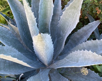 Agave Americana, Common Names Century Plant, Bare Rooted, Large Sizes - Etsy