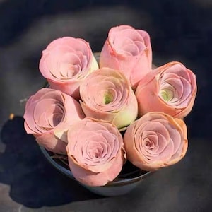 S8-Aeonium Aurea Pink Mountain Rose, 10 premium seeds, Purple and pink mountain roses, Rare pink succulent, high germination rate image 2