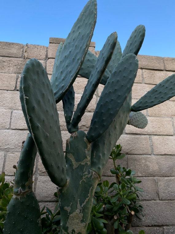 sansevieria cylindrica plant Sansevieria cylindrica 'Braided form' – Lichen or Knot Plant Company LLC main image 0