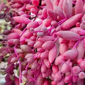 May include: A close-up of a succulent plant with long, thin, pink leaves. The leaves are clustered together and have a slightly fuzzy texture.