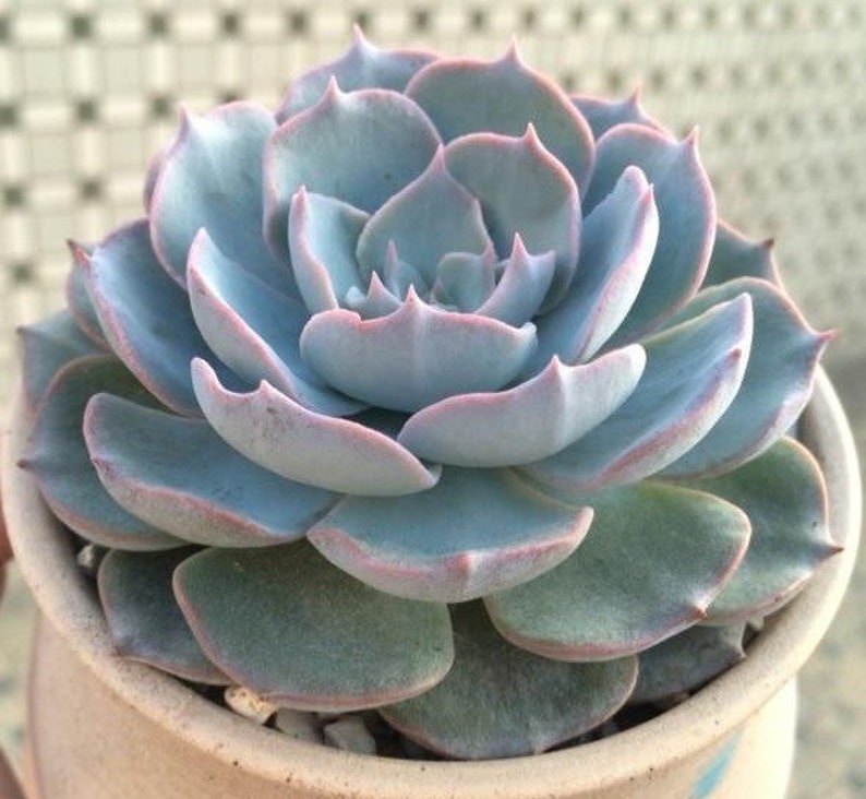 Echeveria peacockii