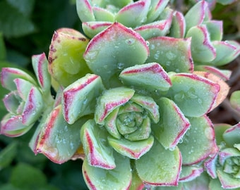 Aeonium Haworthi Pinwheel, the most Hardy Aeonium, super easy to propagate from stems, CLEARANCE