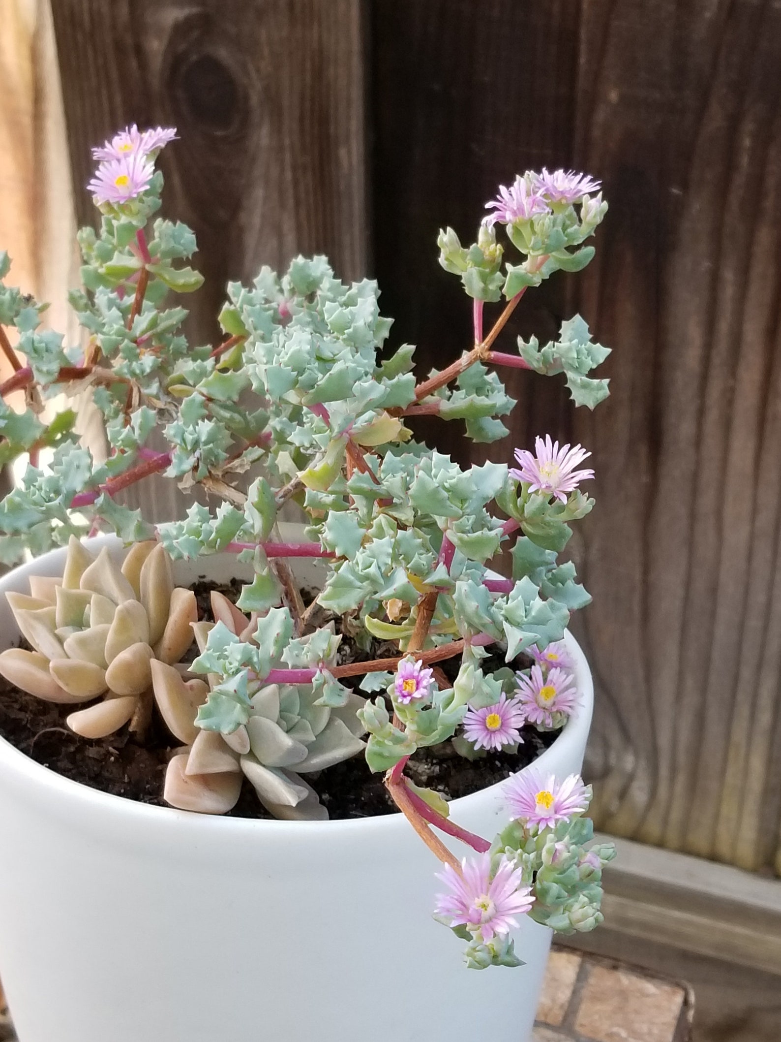 Very RARE succulents Sandstone Vygie Pink Oscularia Etsy