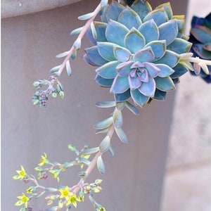 Graptopetalum Paraguayense, ghost plant, mother of pearl, most hardy, must have for starters, grow and change colors all seasons image 1