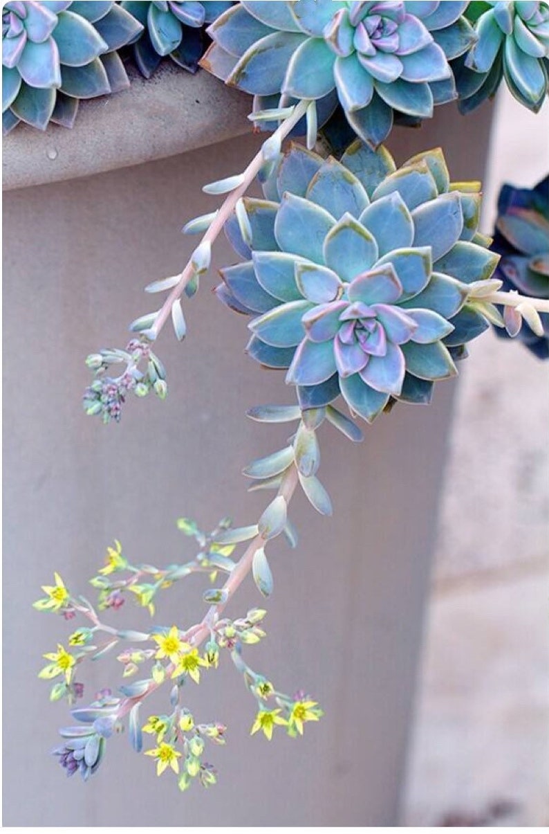 Graptopetalum Paraguayense, ghost plant, mother of pearl, most hardy, must have for starters, grow and change colors all seasons image 1