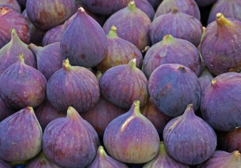 Olympian Fig, Ficus, Starter Plant, Premium variety Fig tree in 2.5 pot, Hardy, drought tolerant, produce organic fig in a year image 5