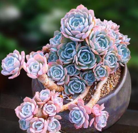 Echeveria Peacockii, known as Echeveria desmetiana in Europe, very