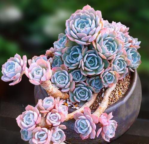Echeveria Peacockii, Known as Echeveria Desmetiana in Europe, Very