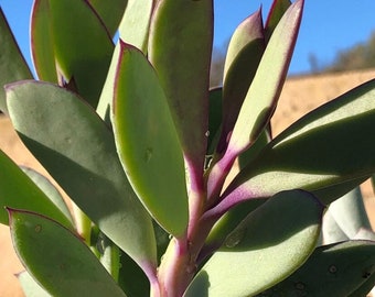 Purple leaves succulents, rare beautiful succulent, 6” tall well rooted plant