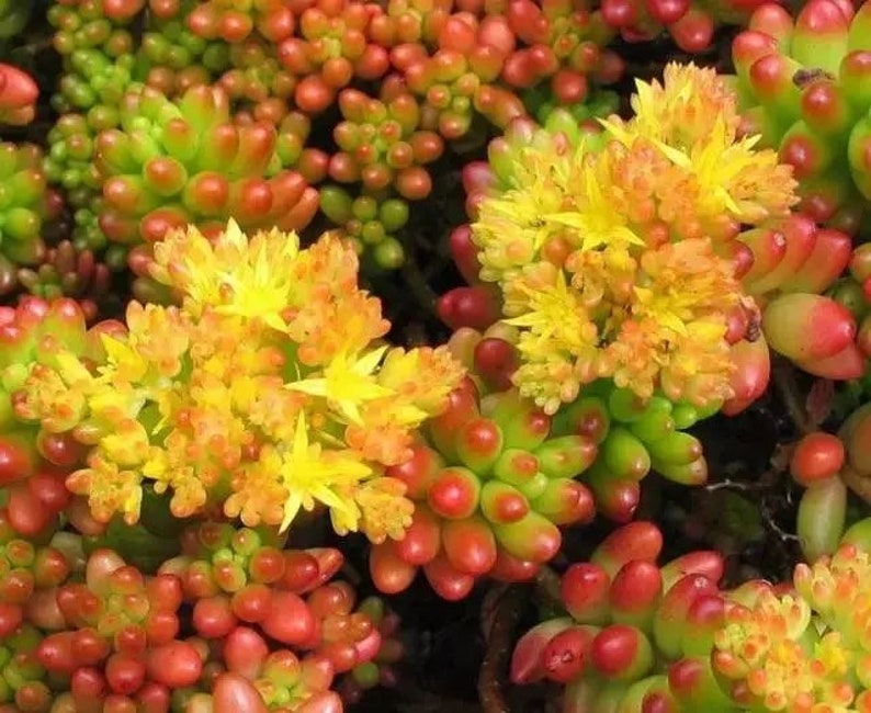 Pink Jelly Beans Sedum Rubrotinctum aurora Aurora Jelly Etsy