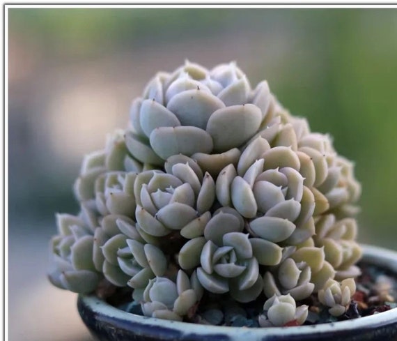 Matured Echeveria 'runyoni', Blue/pink Leaves, Bare Rooted Live