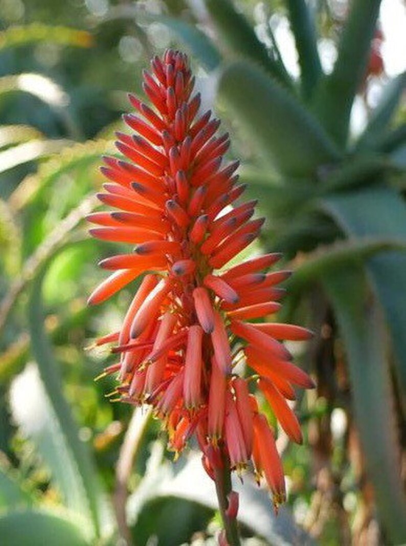 Hedgehog Aloe Vera Plant, Aloe Arborescens, Evergreen cluster, orange flowers, hardy succulent, big stem cuttings, highlights of the garden image 3